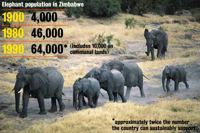 Elephant population in Zimbabwe