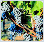 Grapes
