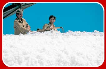 cotton farmers