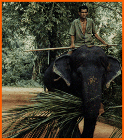 working elephant