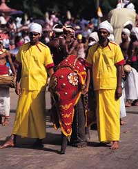 Baby elephant in procession