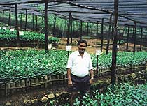 New, healthy clonal tea plants