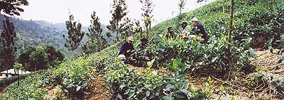 One year old tea plants.