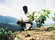 Replanting fuel wood
