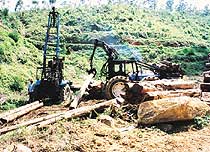 Over mature eucalyptus trees felled for electricity poles and railway sleepers. 