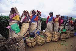 Tea pickers in Nuwara Eliya