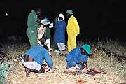 Impala cull, cleaning skins 