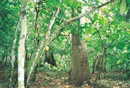 Cocoa Growing