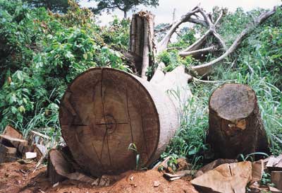 Logging