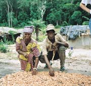 Cocoa Farming