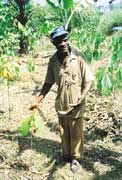 Côte d'Ivoire cocoa farmer with new seedlings