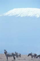 Kilimanjaro