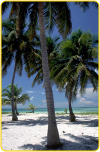 Surgeon's Caye