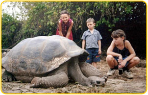 Giant tortoise