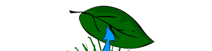 leaf
