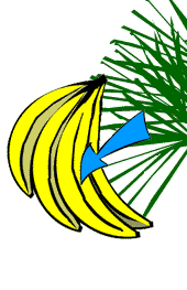 banana