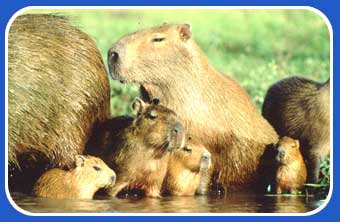 capybaras