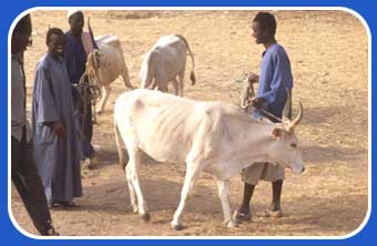 Man with Cow