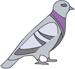 Pigeon