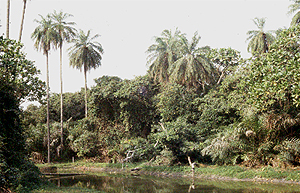 Abuka