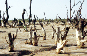 Abuka