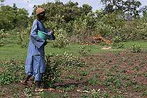 Farmer