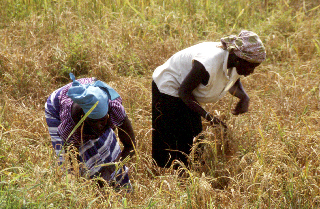 Rice Farming