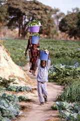 Vegetable Plot