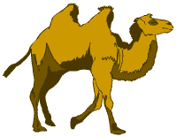 Camel