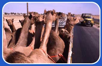 Caravans