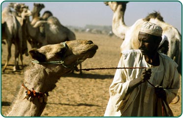 Omdurman camel market, Sudan