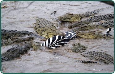 Nile crocodiles