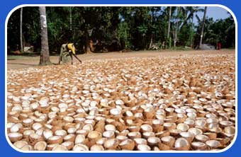Coconuts
