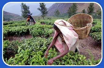 Tea picker