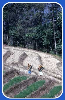 Terraces