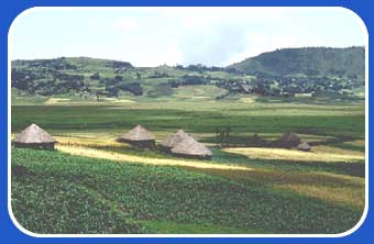fertile land