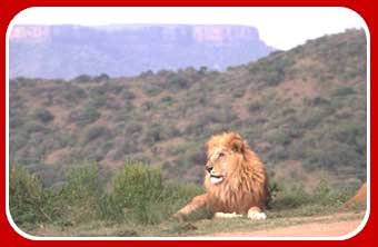 kruger park