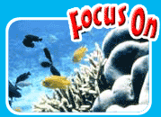 Focus On