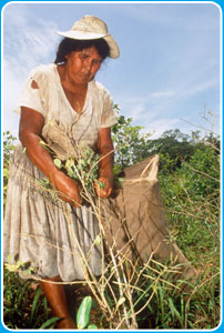 Farmers harvest coca leaves on the mountain slopes of the Andes.