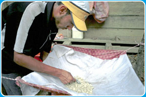 Colombian farmers turn the coca leaves into paste, ready to process into cocaine.