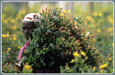 Flower growing