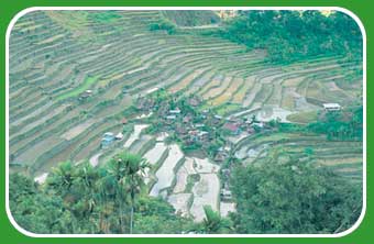 rice terraces