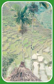 rice terraces