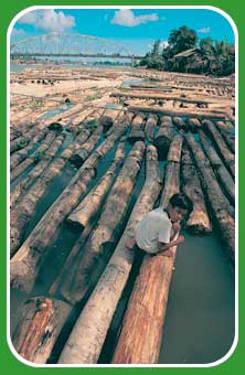 timber
