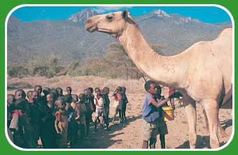 kids with camels