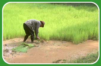 picking rice