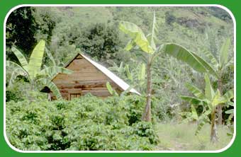 growing coffee