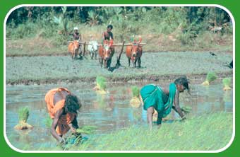 rice farming
