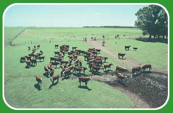 cattle ranching