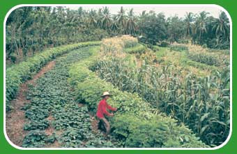 intercropping